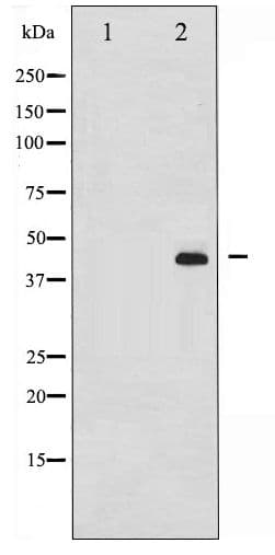 MEK1 + MEK2 Antibody (phospho-Ser217)