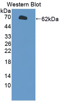 CYP1A1 Antibody (aa251-521)