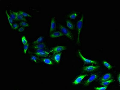 ELOVL2 Antibody