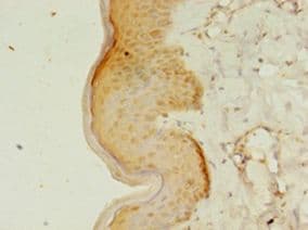 RERG Antibody (aa1-199, FITC)