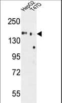 GLG1 / MG160 Antibody (aa1152-1179)