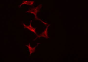 ADH7 Antibody