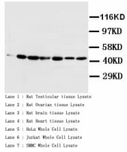 Actin Antibody (aa367-377)