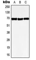 GPR50 Antibody (Internal)