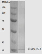 HMOX1 / HO-1 Antibody (clone 6B8-2F2)