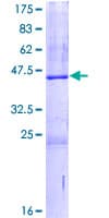 Human SRGN / Serglycin Protein (Recombinant GST)