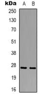 EFHD1 Antibody