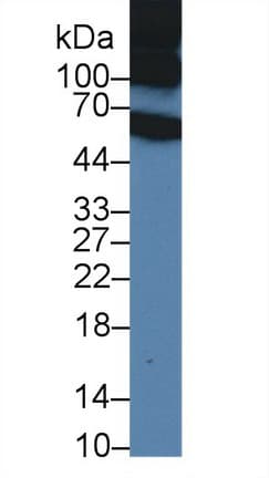 ITIH1 Antibody (aa412-664, PE)