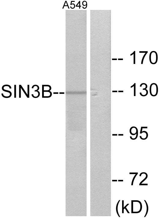 Polyclonal Rabbit anti-Human SIN3B Antibody (IF, WB)