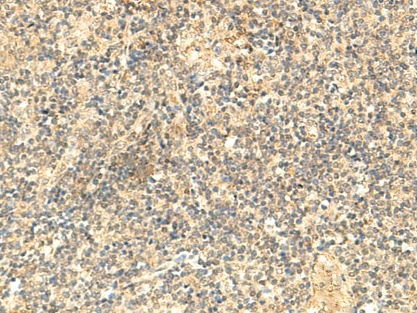 Polyclonal Rabbit anti-Human NTAN1 / PNAD Antibody (IHC)