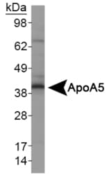 Apolipoprotein A-V Antibody (clone 1G5G9, Biotin)