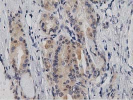 DNAJA2 Antibody (clone OTI3A10)