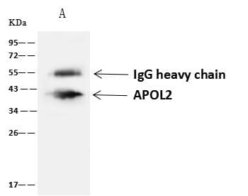 APOL2 / Apolipoprotein L 2 Antibody