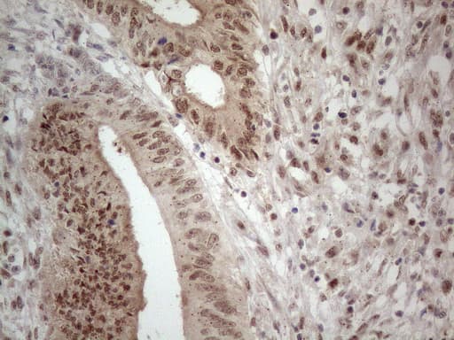 IRS1 Antibody (aa1-280, clone OTI9E11)