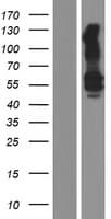 KREMEN1 / KREMEN-1 Protein (Over-Expression Lysate Myc-DDK (Flag))