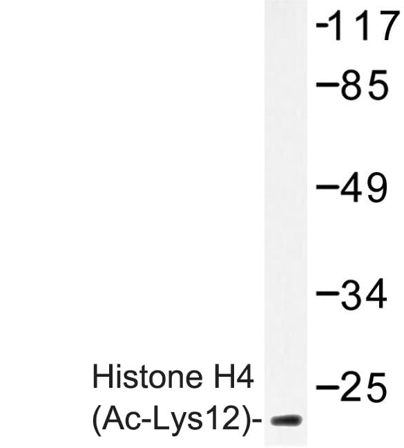 Histone H4 Antibody (Lys12)