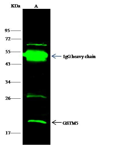 GSTM5-5 / GSTM5 Antibody (Preservative Free)