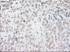 GFAP Antibody (clone OTI4D11)