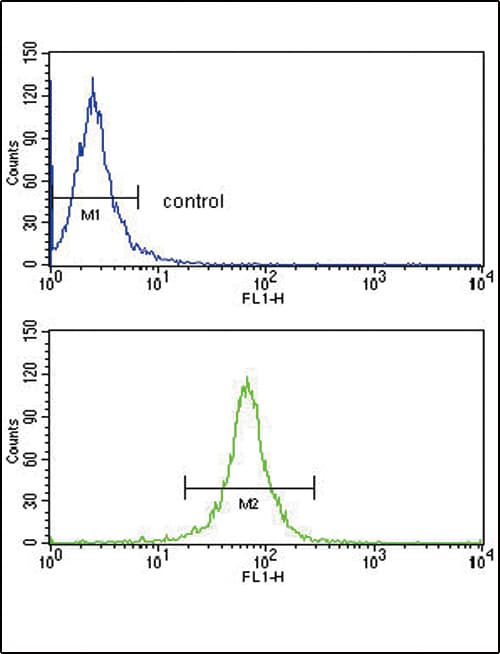 Polyclonal Rabbit anti-Human DCN / Decorin Antibody (aa122-150, IHC, WB)