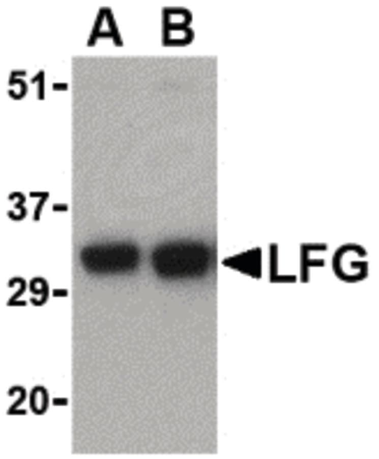 IHC-plus™ FAIM2 / LIFEGUARD Antibody