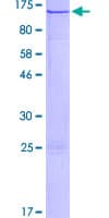 Human ZNF408 / PRDM17 Protein (Recombinant GST)