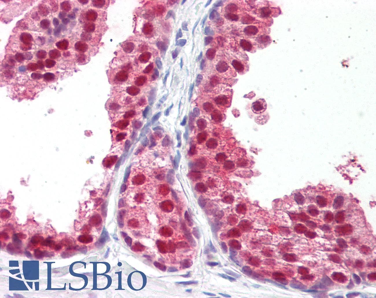 IHC-plus™ RXRB Antibody (Hinge Peptide)
