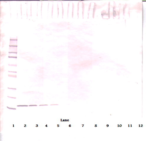 FLT3LG / Flt3 Ligand Antibody