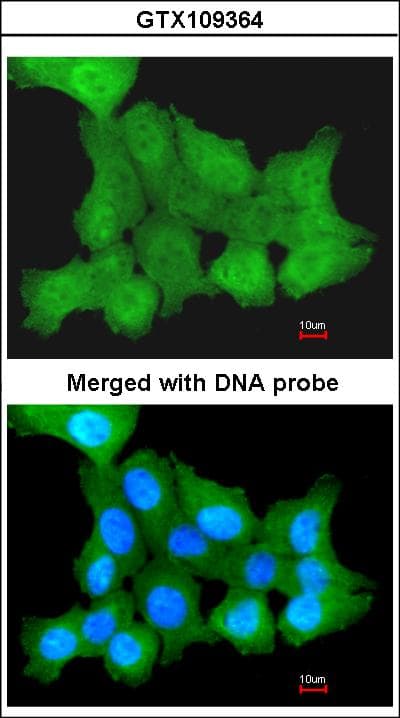 ZPR1 / ZNF259 Antibody (aa159-459)