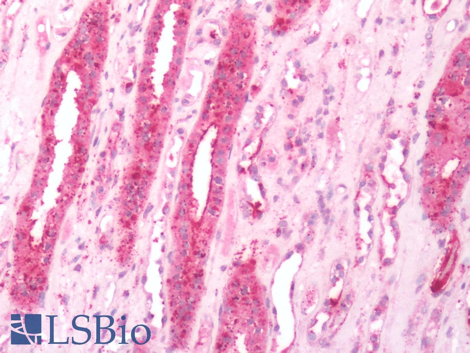 PathPlus™ ADRB3 Antibody (C-Terminus)