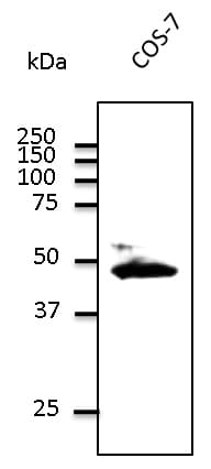 IHC-plus™ GJA1 / CX43 / Connexin 43 Antibody (C-Terminus)