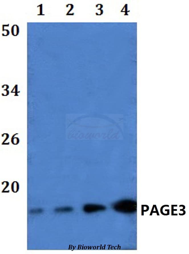 PAGE3 Antibody