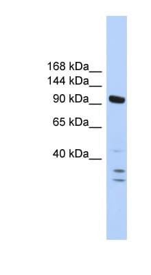 PBRM1 / BAF180 / PB1 Antibody (aa31-80)