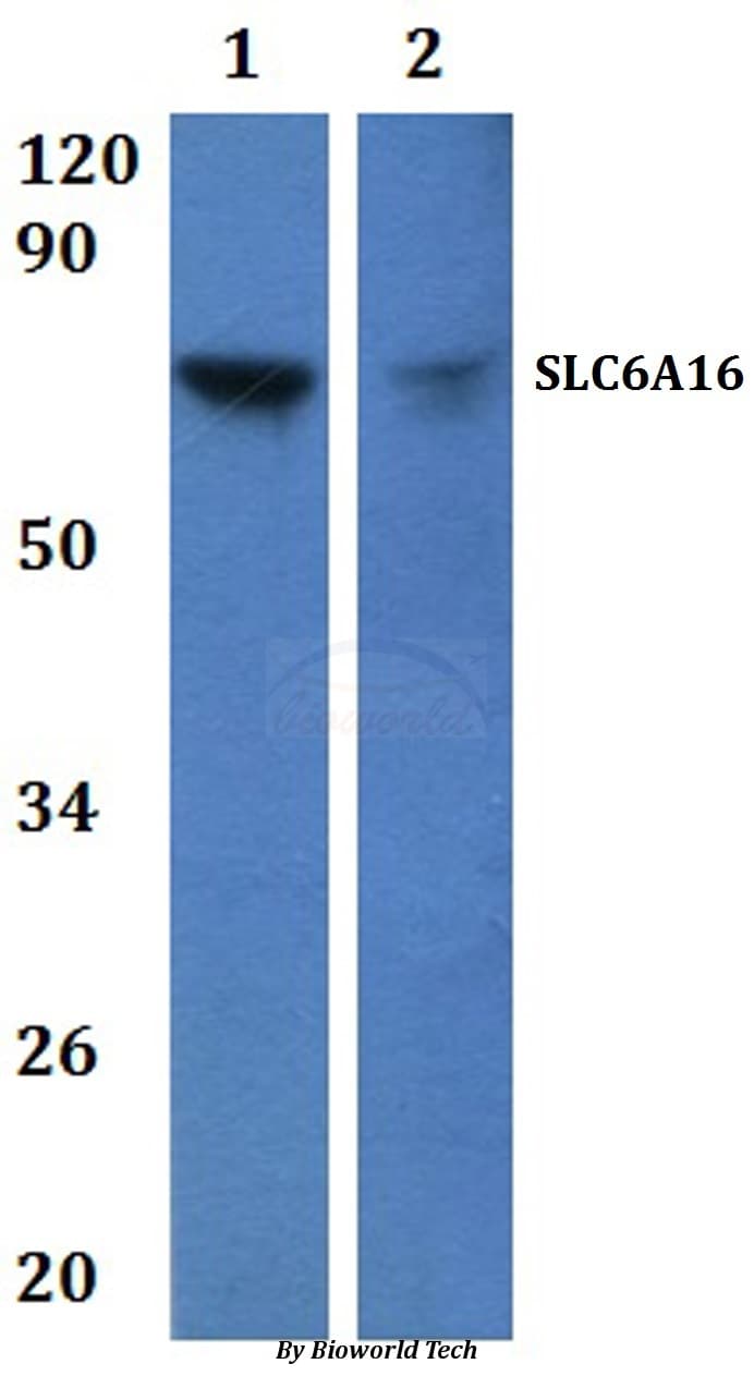 SLC6A16 Antibody