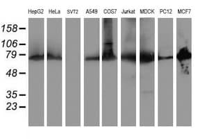 PDIA4 / ERP72 Antibody (clone OTI2B9)