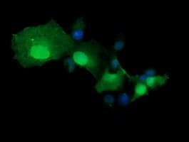 TRMT2A Antibody (clone OTI2C6)