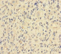 HIST1H2BN Antibody (aa2-126)