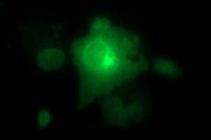 CD44 Antibody (clone OTI5C1)