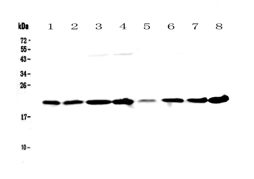 Polyclonal Rabbit anti-Human GLO1 / Glyoxalase I Antibody (IHC, WB)