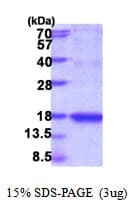 Human IL18 Protein (Recombinant)