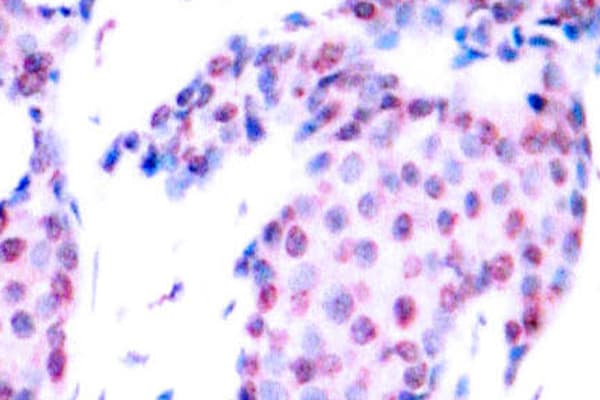 Polyclonal Rabbit anti-Human JUN / c-Jun Antibody (phospho-Thr93, IHC, WB)
