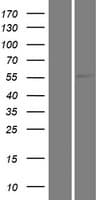 Human KLHL33 Protein (Over-Expression Lysate Myc-DDK (Flag))