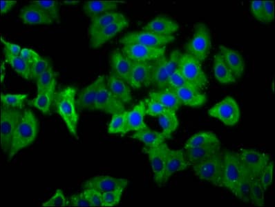 PHEX / PEX Antibody (aa524-673)