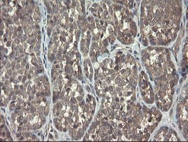 ARL2BP / BART Antibody (clone OTI1A10)