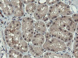 PROSC Antibody (clone OTI3G7)