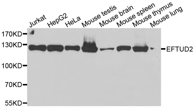 EFTUD2 Antibody