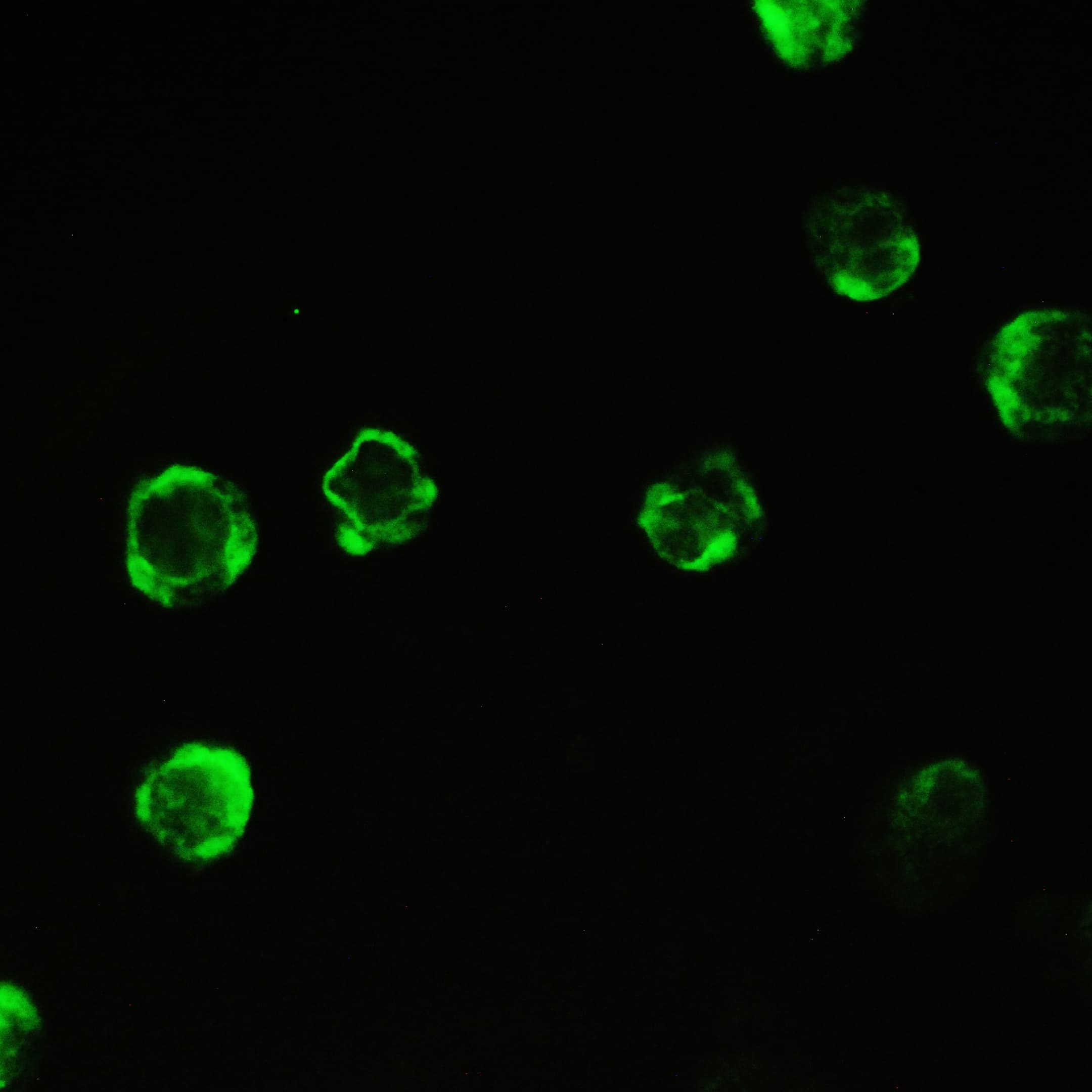PPIA / Cyclophilin A Antibody