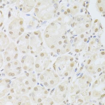 POU2F1 / OCT1 Antibody