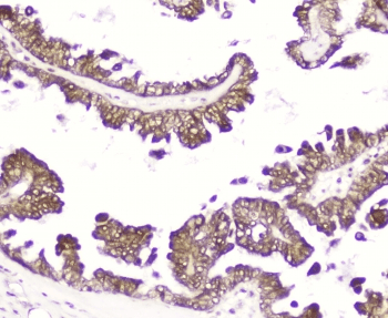 DDT / Dopamine Tautomerase Antibody