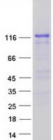 Human SYNPO / Synaptopodin Protein (Recombinant Myc-DDK (Flag))