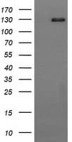 IHC-plus™ CD163 Antibody (clone 2B12)
